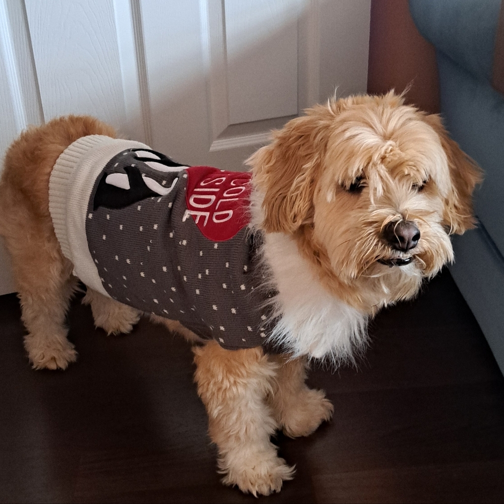 Fancy Winter dog sweater, M